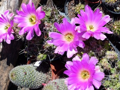 echinocereus pentalophus ssp. procumbens (800x600).jpg