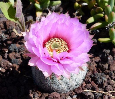 Echinocereus reichenbachii ssp..jpg