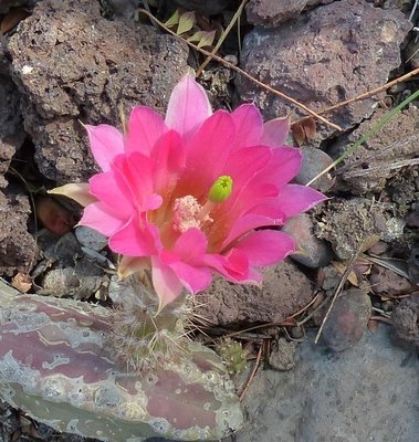 Echinocereus scherii ssp. gentri (758x800).jpg