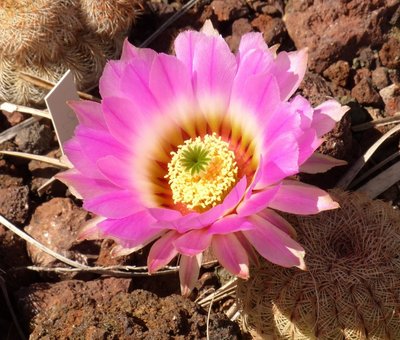 Echinocereus reichenbachii.jpg