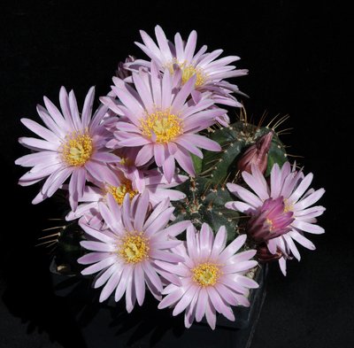 Echinocer. knippelianus