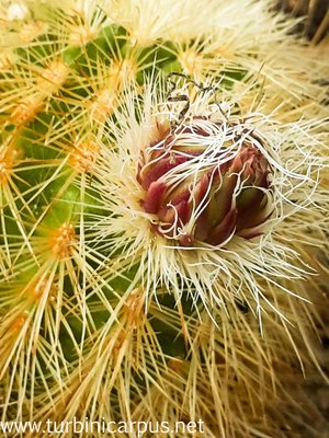 20160421_130238.jpg (538.83 KiB) 11001 mal betrachtet Echinocereus freudenbergeri