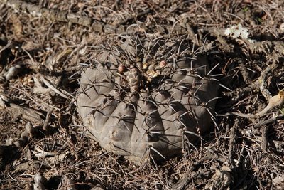 DSC03058.JPG (191.64 KiB) 10713 mal betrachtet Gymnocalycium stellatum occultum RB3093 - Miraflores, Catamarca 584m