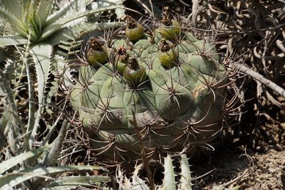DSC03086.JPG (171.98 KiB) 10713 mal betrachtet Gymnocalycium saglionis RB3098 - Cuesta de Los Angeles, 700m