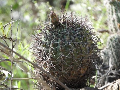 DSCN1325.JPG (136.52 KiB) 10713 mal betrachtet Gymnocalycium ambatoense RB3099 - Cuesta de Los Angeles, 700m