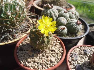 Weingartia fidana ssp pygmaea 2016-2.JPG