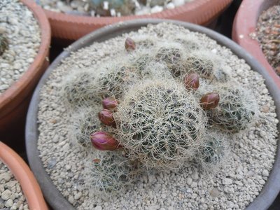 SAM_9971.JPG (214.17 KiB) 22240 mal betrachtet Sulcorebutia hertusii PHA 177KF 1