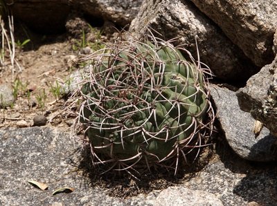 Gymnocalycium carminanthum RB3107 - nördl. Los Angeles, Sierra Ambato, Catamarca 1775m