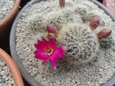 Sulcorebutia hertusii PHA 177KF 1