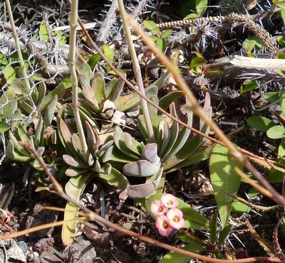 Adromischus spec..jpg