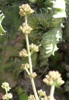 Adromischus spec. Western Cape (558x800).jpg