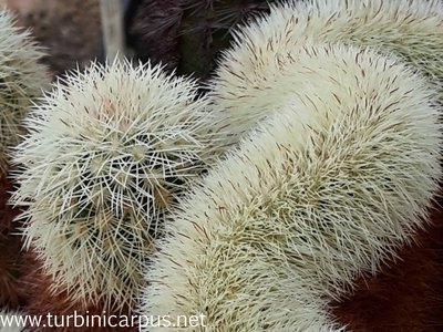 Echinocereus dasyacanthus Cristate, Sierra Mojada