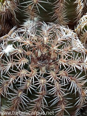 20160428_094314.jpg (604.03 KiB) 4554 mal betrachtet Echinocereus pamanesiorum ssp. bonatzii<br />HJB0191 Mezquital DUR. <br />Isotypen aus der Sammlung Bonatz