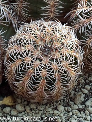 Echinocereus pamanesiorum ssp. bonatzii<br />HJB0191 Mezquital DUR. <br />Isotypen aus der Sammlung Bonatz