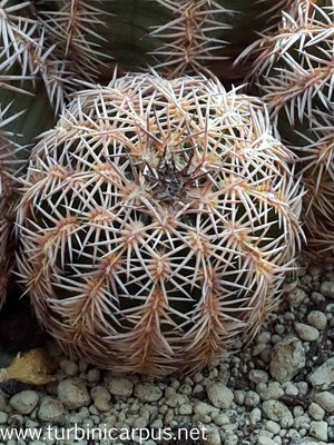 20160428_094330.jpg (580.55 KiB) 4554 mal betrachtet Echinocereus pamanesiorum ssp. bonatzii<br />HJB0191 Mezquital DUR. <br />Isotypen aus der Sammlung Bonatz