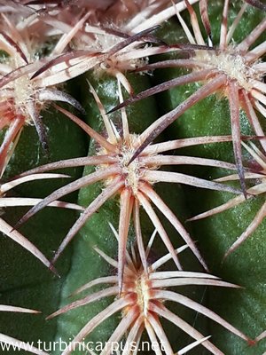 Echinocereus pamanesiorum ssp. bonatzii<br />HJB0191 Mezquital DUR. <br />Isotypen aus der Sammlung Bonatz