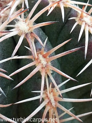 Echinocereus pamanesiorum ssp. bonatzii<br />HJB0191 Mezquital DUR. <br />Isotypen aus der Sammlung Bonatz