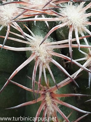 Echinocereus pamanesiorum ssp. bonatzii<br />HJB0191 Mezquital DUR. <br />Isotypen aus der Sammlung Bonatz
