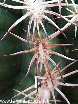 Echinocereus pamanesiorum ssp. bonatzii<br />HJB0191 Mezquital DUR. <br />Isotypen aus der Sammlung Bonatz
