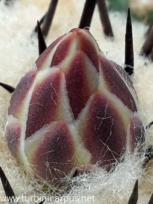 Thelocactus lophothele<br />ssp. nidulans<br />nördl. Estacion Marte COAH.