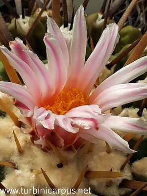 20160428_092226.jpg (319.42 KiB) 10281 mal betrachtet Thelocactus lophothele ssp. lophothele<br />El Chifflon COAH.