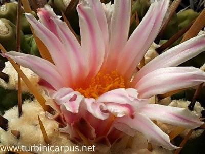 20160428_092235.jpg (325.56 KiB) 9965 mal betrachtet Thelocactus lophothele ssp. lophothele<br />El Chifflon COAH.