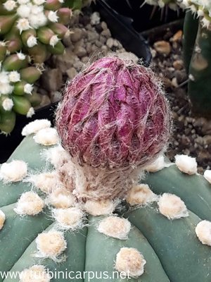 Astrophytum asterias<br />nudal + rote Blüte