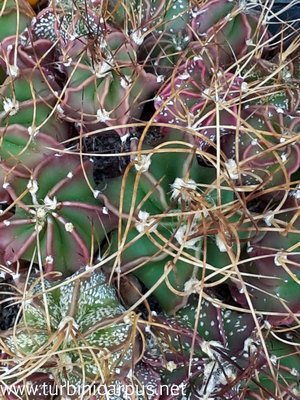 Astrophytum senile<br />ssp. aureum<br />nördl. Estacion Marte COAH.