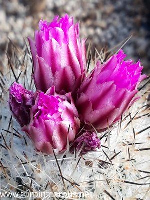 20160428_093350.jpg (440.87 KiB) 4429 mal betrachtet Turbinicarpus subterraneus<br />ssp. booleanus<br />Santa Clara de Gonzalez N.L.