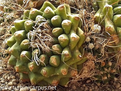 20160428_094508.jpg (573.18 KiB) 11347 mal betrachtet Turbinicarpus pseudomacrochele<br />ssp. krainzinaus var. sphacellatus<br />Herkunft Schmoll/Krainz