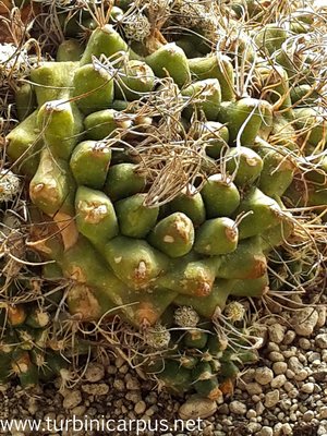20160428_094532.jpg (626.01 KiB) 11347 mal betrachtet Turbinicarpus pseudomacrochele<br />ssp. krainzinaus var. sphacellatus<br />Herkunft Schmoll/Krainz