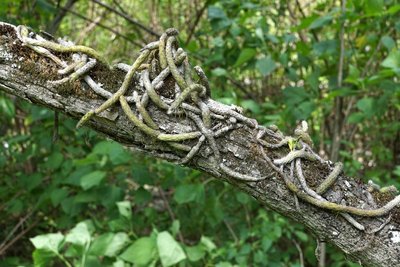 DSC03172.JPG (149.54 KiB) 10607 mal betrachtet Rhipsalis aculeata RB3115 - nördl. Conception, Catamarca 930m