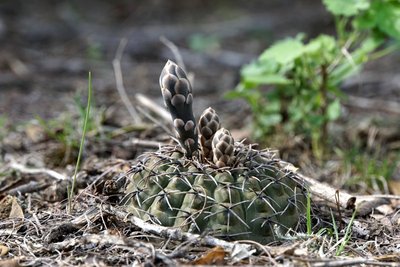 Gymnocalycium stellatum occultum RB3118 - Huillapima, Catamarca 520m