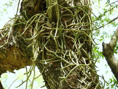 DSCN1401.JPG (198.76 KiB) 10607 mal betrachtet Rhipsalis aculeata RB3115 - nördl. Conception, Catamarca 930m