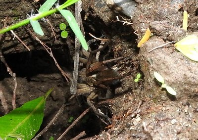 DSCN1406.JPG (150 KiB) 10607 mal betrachtet Arachnophobie ist hier fehl am Platze