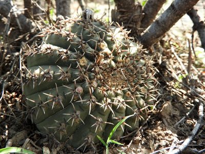 Gymnocalycium stellatum occultum RB3118 - Huillapima, Catamarca 520m