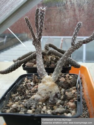 Pterocactus_klein.jpg