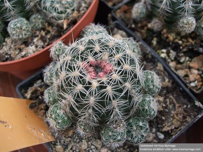 Gymnocalycium bruchii Knospen_klein.jpg