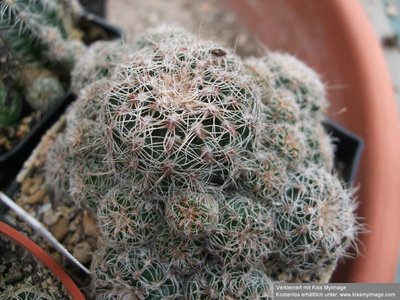 Gymnocalycium bruchii weisse Dornen von Frauke_klein.jpg