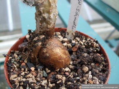 Echinocereus schmollii Tuber_klein.jpg