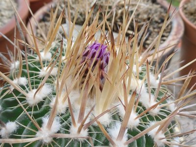 Stenocactus (Echinofossolucactus) flavispinus