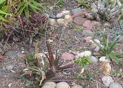 Gasteria 1 (800x573).jpg