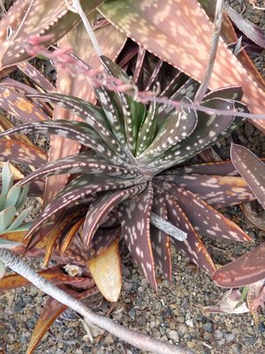 Gasteria 5 (480x640).jpg