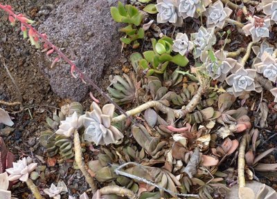 Gasteria 8 (640x460).jpg