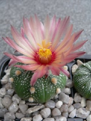 A.asterias_rot 3.JPG