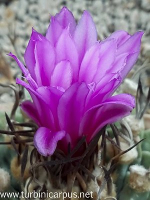 Turbinicarpus alonsoi