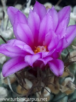 Turbinicarpus alonsoi