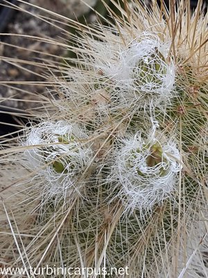 Echinocereus rayonesensis<br />nördl. Galeana N.L.