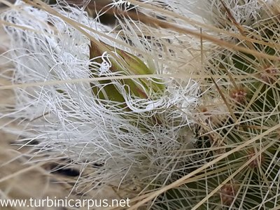 Echinocereus rayonesensis<br />nördl. Galeana N.L.