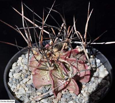 Cuatro Cienegas